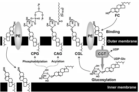 Figure 1. Localization of non-esterified cholesterol and glu- cosylated cholesterols in H