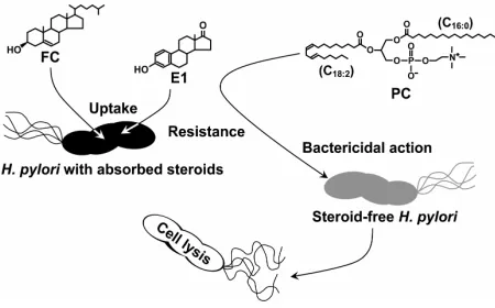 Figure 2. How H. pylori acquires resistance to the bacterio-lytic action of phosphatidylcholine by incorporating steroid compounds into the cell membrane