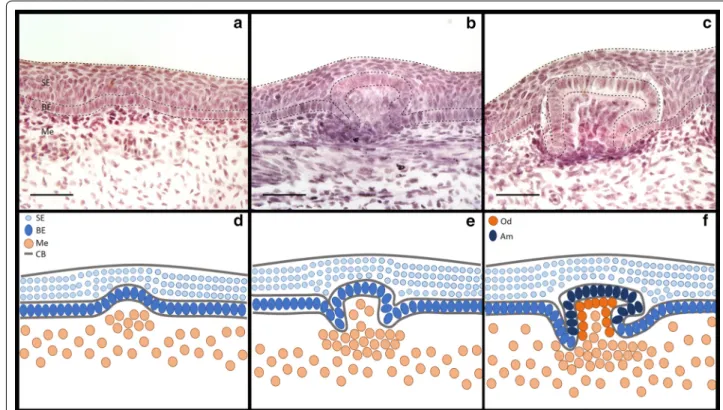 Fig. 3  Morphogenesis of a caudal denticle. Caudal denticle placodes consist of a squamous epithelium (SE) overlying columnar cells of the basal  epithelium (BE), which overlies the mesenchyme (Me) (a, d)