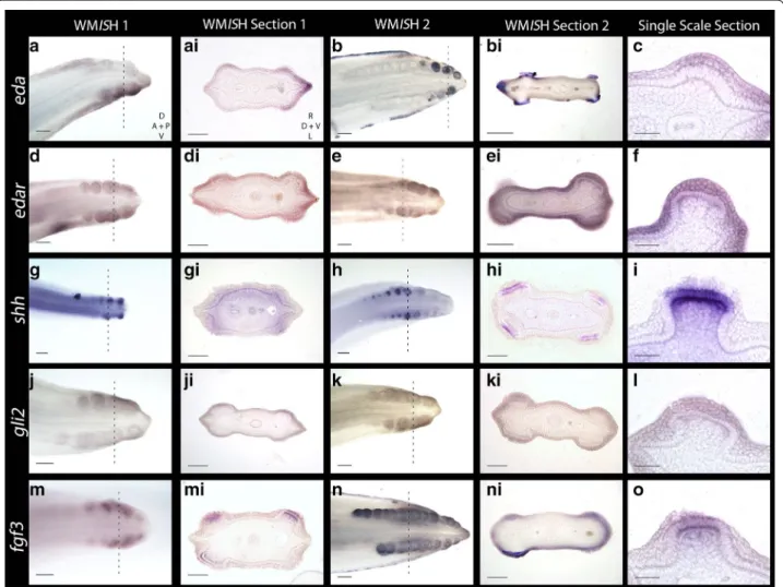 Fig. 4  Gene expression analyses of early morphogenesis of caudal denticles. Expression of eda and its receptor edar are observed in the epithe- epithe-lium during early placode morphogenesis (a–f)