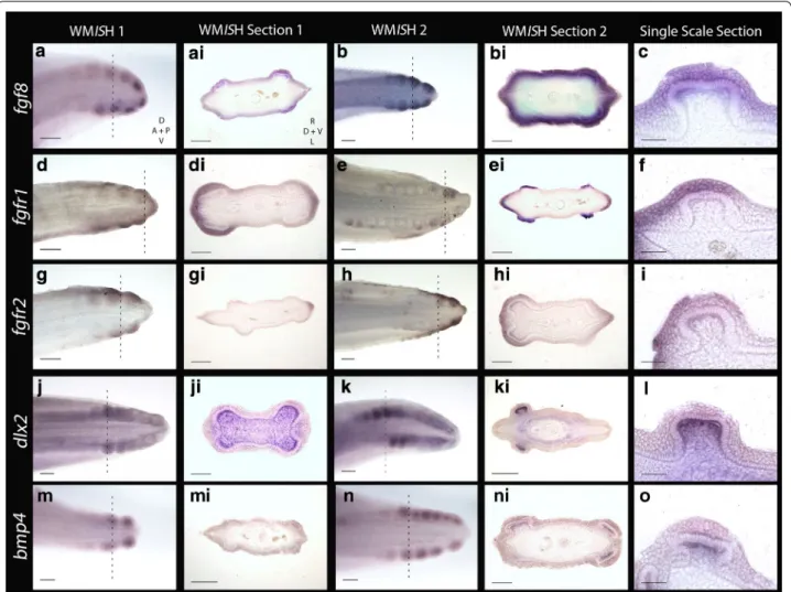 Fig. 5  fgf8 signalling is largely retained in the epithelium throughout (a–c). fgfr1 and fgfr2 are both seen in the epithelium during early denticle  morphogenesis (d–i)