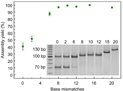 Figure 3. filament onto 100 bp dsDNA scaffolds containing mismatches of 0, 2, 6, 8, 10, 12, 15 and 20 bases