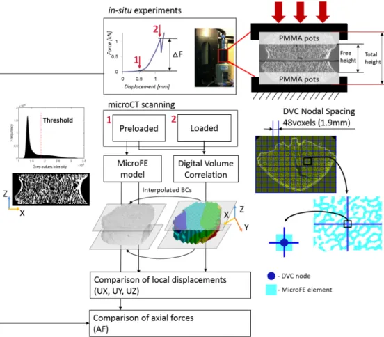 Fig 1. Workflow used to compare predicted and experimental local displacements and axial forces predicted
