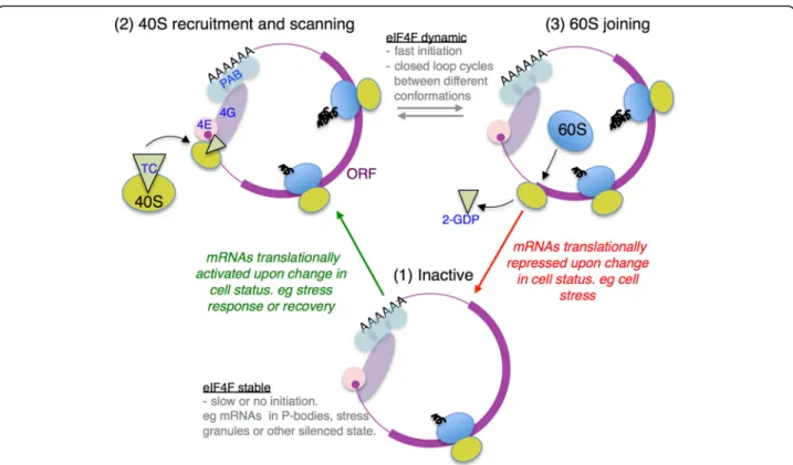 Fig. 7 Model for differential eIF4F associations during translation initiation. Diagram depicts three different states of closed-loop mRNA complex