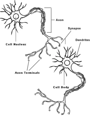 Figure 2.1: Main components of a neuron [1]