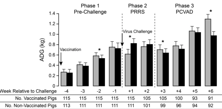 FIG 8 Weekly average daily gain (ADG) before and after virus challenge. Mean ADG values for the nonvaccinated (shaded bars) and vaccinated (ﬁlled bars)groups were calculated on a weekly basis