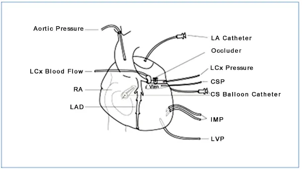 Figure 1. Schematic representation of surgical preparation. LA: left atrium; LCx: left circumflex artery; CSP: coronary sinus pressure; IMP: intramyocardial pres-sure; LVP: left ventricular pressure; RA: right atrium; LAD: left anterior de-scending artery