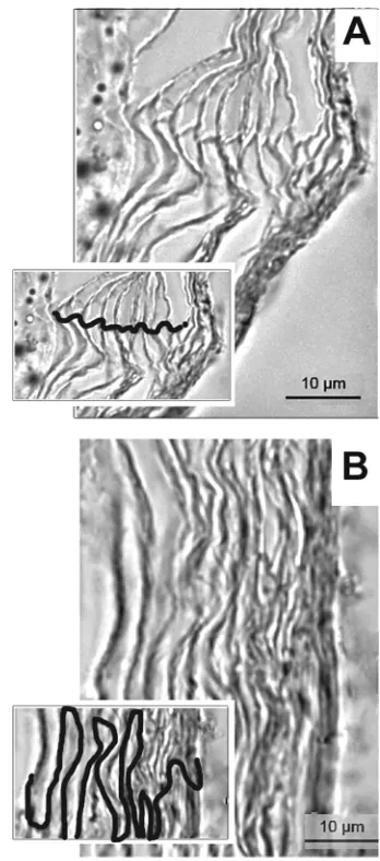 FIG 1 Organization of corneocytes of the stratum corneum from skin samplescollected from the chinchilla postauricular region (A) and the nape (B), asshown by microscopy