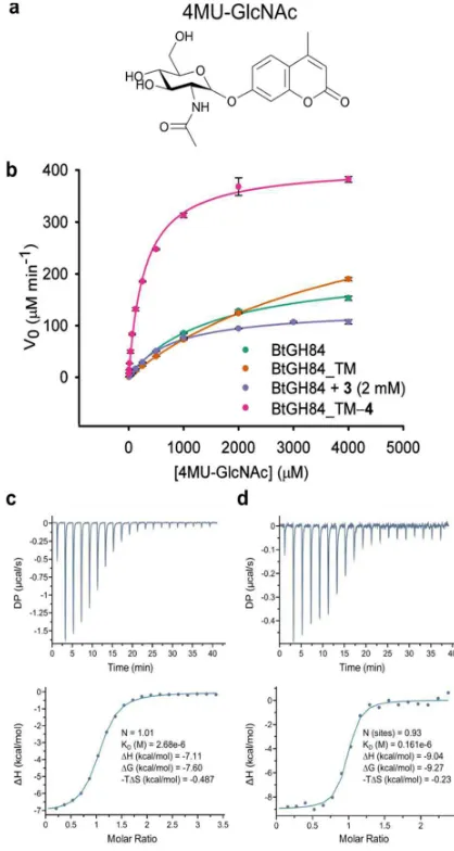 Figure 8). We therefore assessed the binding of PUGNAc in the 