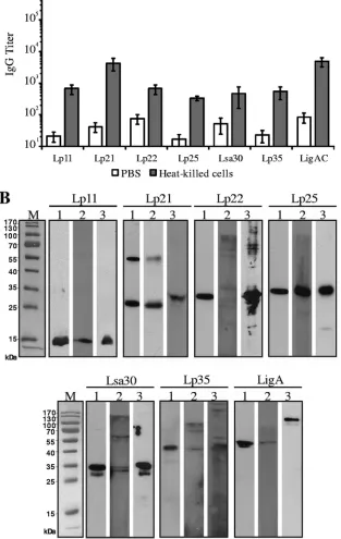 FIG 1 Antigenic properties of the recombinant L. interrogans antigens. (A) Antigen-speciﬁc antibody responses in sera from hamsters immunized with heat-killedleptospires and subsequently reacted with puriﬁed recombinant antigens in ELISAs