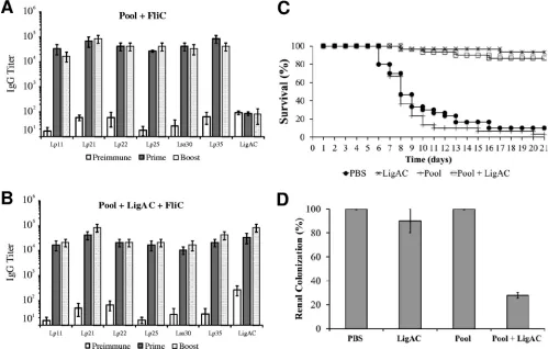 FIG 4 Antibody response and efﬁcacy of protective immunity induced in hamsters after immunization with the pool of recombinant proteins plusFiocruz L1-130