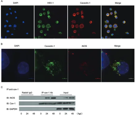 FIG 7 Cav-1 sequesters iNOS in caveolae in HSV-1-infected DCs. (A) Localization of HSV-1 in caveolae