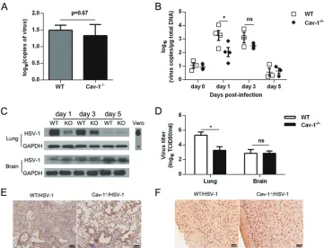FIG 3 Cav-1 facilitates virus replication in lung cells. (A) Viral load in WT and Cav-15 days after infection with 1 LDin total extracted DNA was determined by qPCR analysis