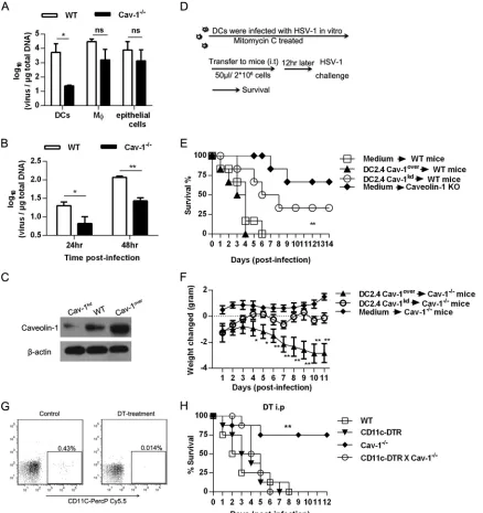 FIG 4 Cav-1Pweight change curves. Weight was determined daily after a lethal dose of HSV-1 in Cav-1an MOI of 5, and the total DNA was extracted at 24 hpi and 48 hpi for qPCR