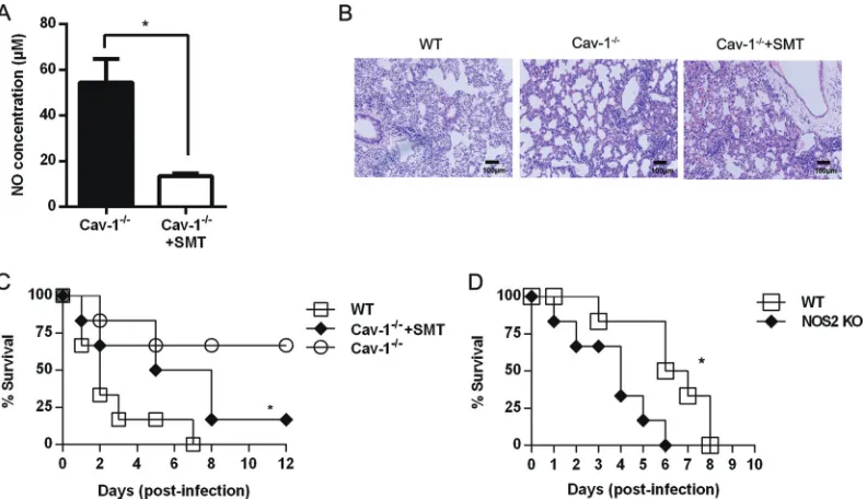 FIG 6 Decreased NO and increased mortality in SMT-treated Cav-1representative of two independent experiments