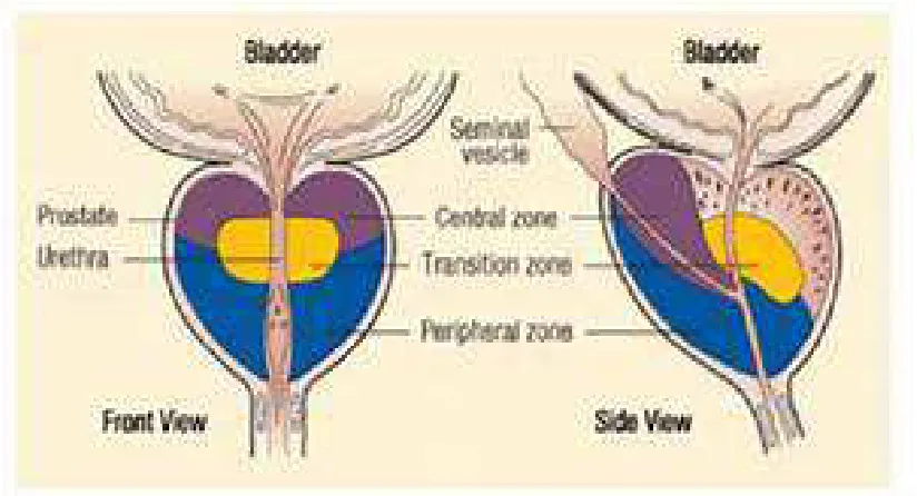 Figure 1 Anatomy of Prostate 