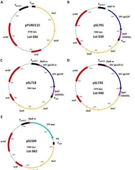 FIG 1 Plasmid constructions for mycobacterial expression of HIV 1086.C gp120. (A) The parental pYUB2115 cloning vector map is shown