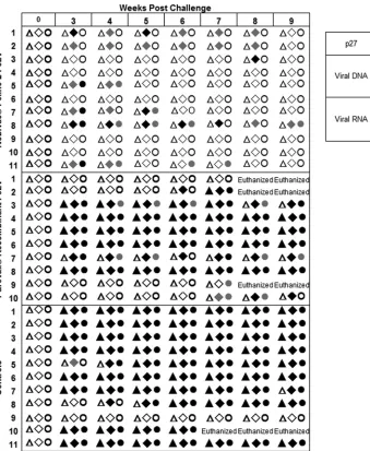 FIG 2 p27 antigen, proviral DNA, and viral RNA results by weeks postchallenge. All cats were tested for p27 antigen, FeLV plasma viral RNA, and FeLV proviralDNA