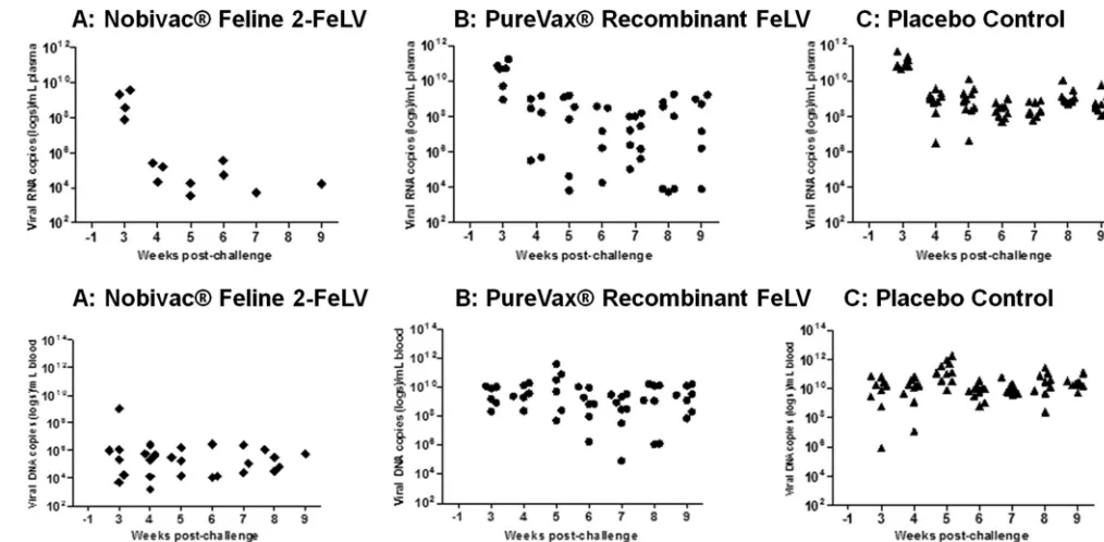 FIG 4 FeLV p27 antigenemia ELISA data. FeLV p27 antigen ELISA to detect persistent antigenemia in the three groups (group A, Nobivac feline 2-FeLV; groupsigniﬁcant differences were seen between the Nobivac feline 2-FeLV and control groups at all time point