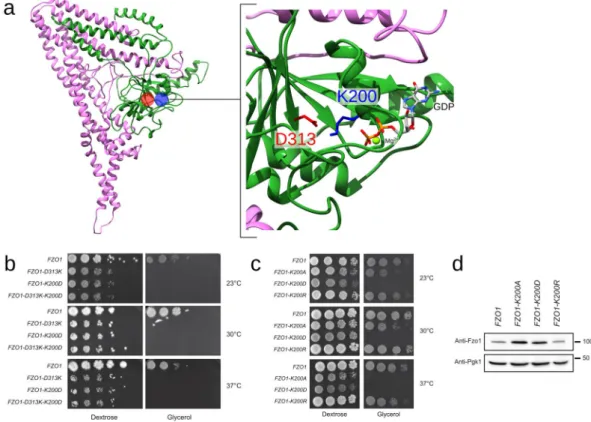 Figure 9.  Swap mutations across the predicted salt bridge K200-D313. (a) Location of D313 (red) and K200  (blue) in the Fzo1 model