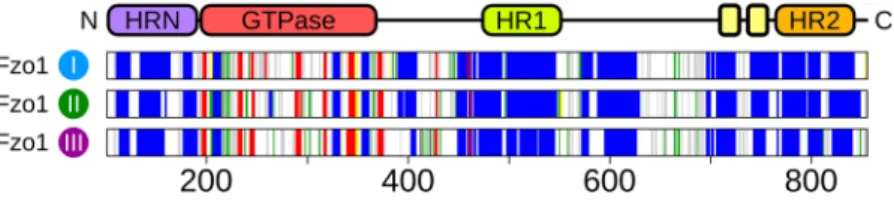 Figure  4  shows the secondary structure elements. The organization of the HR domains in our model reveals a  more complex organization than initially hypothesized, as these repeats are not merely assembled as continuous  helices
