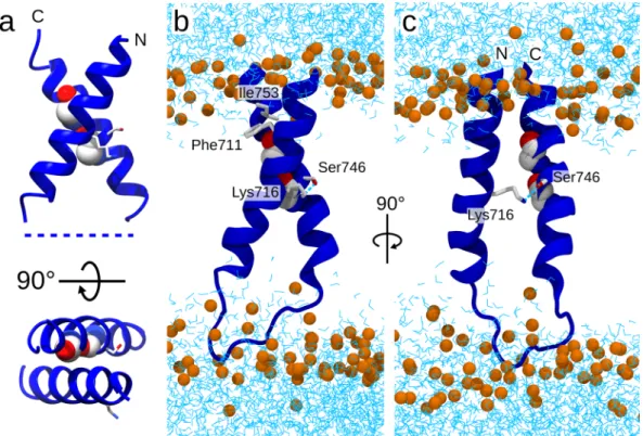 Figure 4.  Cartoon representation of the Fzo1 model and its functional domains. (top) Residue numbers  delimiting the domains, (bottom) secondary structure elements are annotated with the Fzo1 mutations  performed in this study
