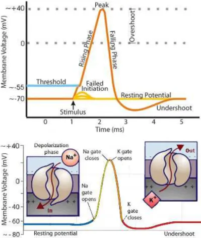 Figure 2.5.1: Action potential schematics: an ideal action potential shows its vari- vari-ous phases as the action potential passes a point on a cell membrane