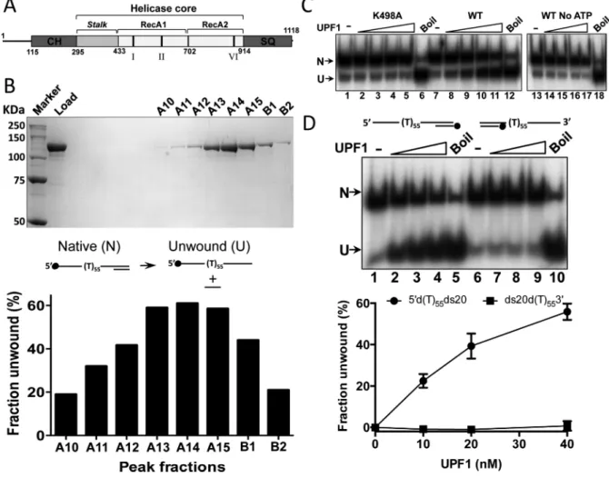 Figure 1. Purification and analysis of full-length human UPF1 (hUPF1). (A) Cartoon of the hUPF1 protein (CH, cysteine–histidine rich domain; SQ, serine–glutamine rich domain; I, II and VI, position of conserved ATPase motifs)