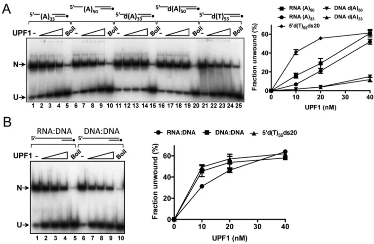 Figure 2. Unwinding of duplex DNA and RNA:DNA hybrids. (A) Tracking strands were 50 or 33 base 5  poly (A) or d(A) extension, preceded by 3 G residues (see note in materials and methods and Supplementary Figure S1)