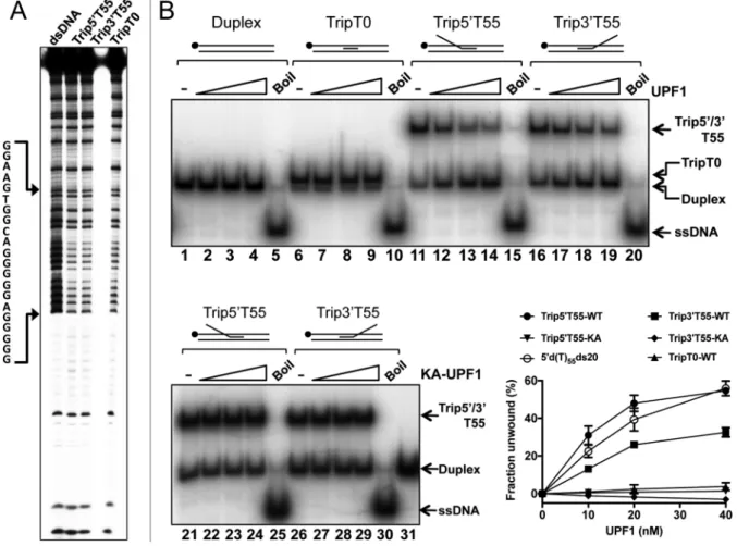 Figure 3. hUPF1 unwinds triplex DNA. (A) Methylation protection of the triplex substrates without (TripT0) or with d(T) 55 3  or 5  extensions to the