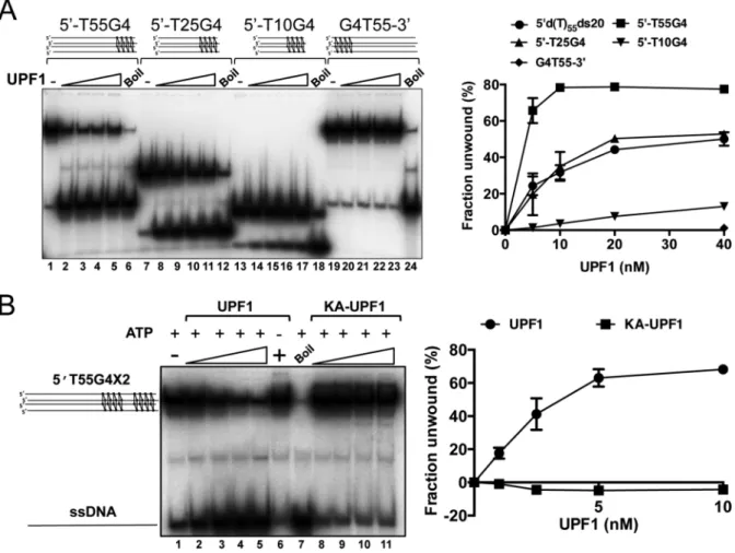 Figure 4. hUPF1 unwinds G quadruplex DNA. (A) Synthetic tetramolecular G4 substrates with four guanine quartets and 5  -d(T) extensions (55, 25 and 10 bases; lanes 1–18) were resolved by hUPF1 (5–40 nM, 0.2 nM substrate), but not a substrate with a 3  -d