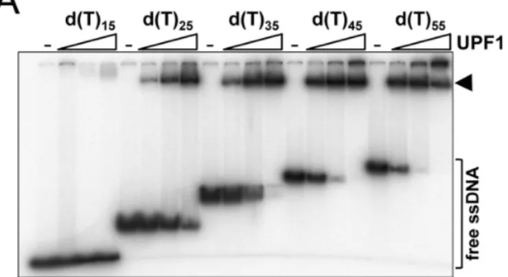 Figure 5. Length-dependent binding of hUPF1 to oligo d(T) substrates. (A) EMSA analysis (0.1 nM substrate, 0.2–5 nM hUPF1)