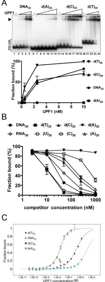Figure 6. hUPF1 binding to 35 base DNA substrates. (A) EMSA analysis (0.1 nM substrate, 0.1–10 nM hUPF1 (DNA 35 and d(T) 35 ) and 0.1–100
