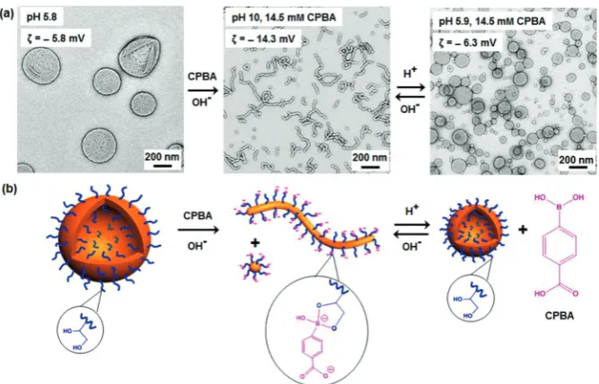 Fig. 1(a) TEM images obtained for PGMA45–PHPMA165 nano-objects before and after morphological transitions performed under various con-ditions