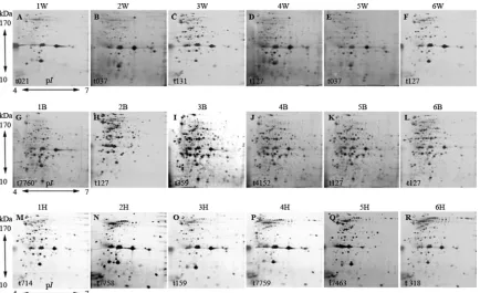 FIG 1 Characterization of in vitro expression of S. aureus exoproteins by 2-DGE. Isolates from healthy carriers expressed a pattern of acidic exoproteins (1H to6H) completely different from the patterns of exoproteins secreted by SSTI isolates (1W to 6W) a