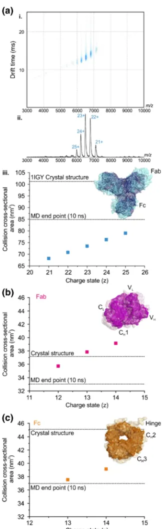Figure 1.Monoclonal antibodies collapse around the flexiblemass spectrum for mAb1 with (iii) the TWIMS CCSs for eachcharge state compared with the CCS calculated from the pro-teinpoint of the in vacuo MD simulation