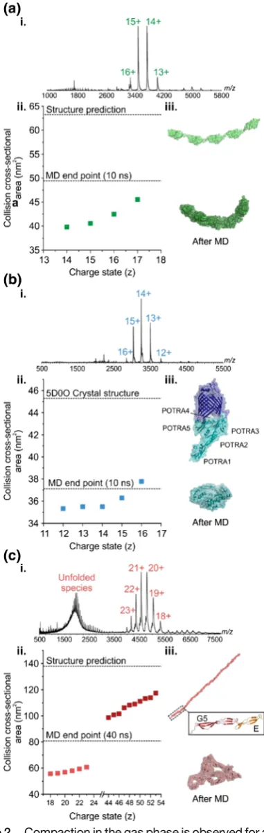 Figure 2.Compaction in the gas phase is observed for a rangeand (of non-globular proteins: (a) (I27)5, (b) BamA POTRA domains,c) SasG