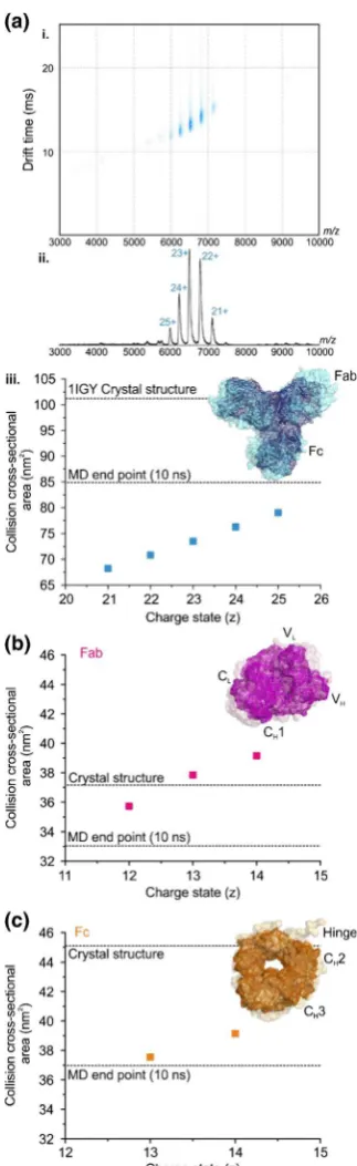 Figure 1.Monoclonal antibodies collapse around the flexible