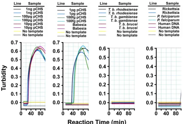 FIG 3 Sensitivity and speciﬁcity of LAMP primers for pET32(a)CHS template. We serially diluted plasmid encoding A