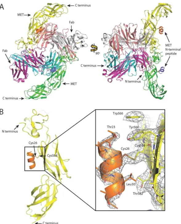 Figure 4.   Crystal structure of the 107_A07-MET complex. A: Content of the asymmetric unit