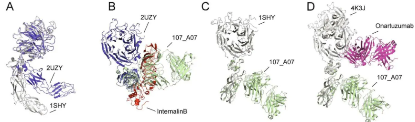 Figure 6.   Comparison of the 107_A07 Fab with compact (InlB-bound) and extended (HGF/SFβ-bound)  structures of the MET ectodomain