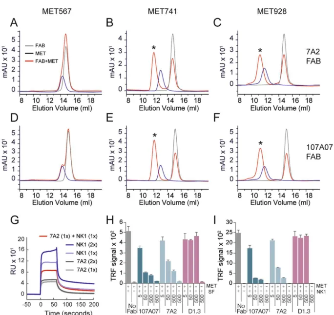 Figure 3.   7A2 and 107_A07 bind within the Ig1-Ig2 domains of MET and compete with NK1 for MET binding