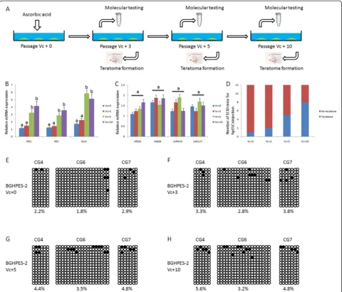 Figure 6 Improvement in pluripotency of BGHPES-2 after treatment with ascorbic acid.indicate significant differences among data ( (A) Procedure of ascorbic acid treatment