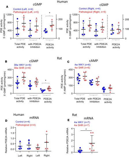 Figure 2. Measurement of PDE activity and relative PDE2A mRNA levels in stellate ganglia from human and rat