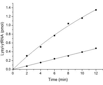 Figure 1: Aminoacylation of ytRNAPheCUA (■) and ytRNAPheCUA_UG (●) with Lys by 