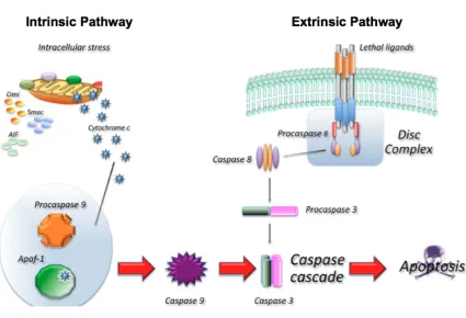 Figure 1. Schematic representation of the two main apoptotic pathways. In the extrinsic pathway binding of an extracellular death ligand to its respective death receptor leads to the formation of the DISC complex and activation of caspase-8
