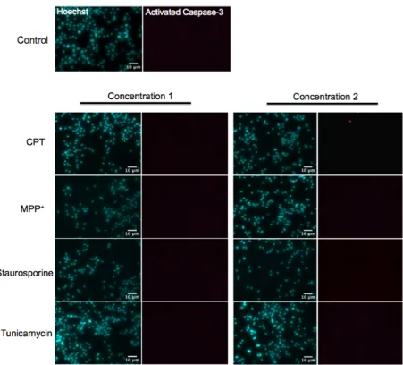 Figure 4. N2A cells do not display apoptotic nuclear morphology or caspase-3 activation in response to pro-apoptotic drugs