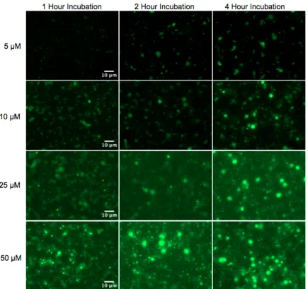 Figure 7. Optimization of contrast agent concentration and incubation time. Primary cortical neurons were treated with 10 µM CPT for 24 hours to induce apoptosis