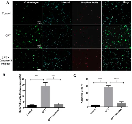 Figure 10. CPT increases the proportion of neurons retaining the contrast agent and is blocked with the addition of a caspase-3 inhibitor