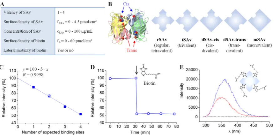 Figure 1. Tunable model system to study SAv binding to biotinylated surfaces. (A) Table of tunable parameters